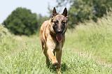 MALINOIS 783